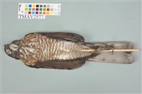 鳳頭蒼鷹藏品圖，第10張
